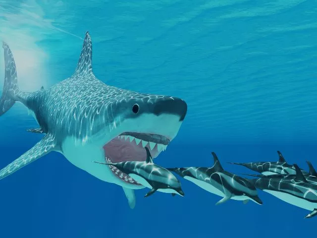 megalodonte o maior tubarão do mundo