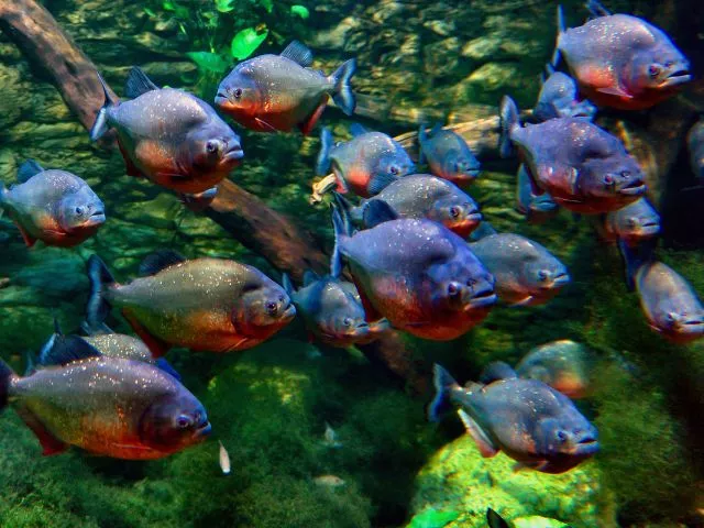 importancia ecologica peixe piranha